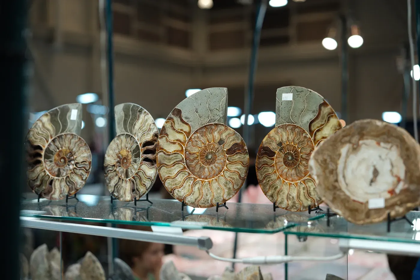 Several polished ammonite fossils are displayed upright on a glass shelf.