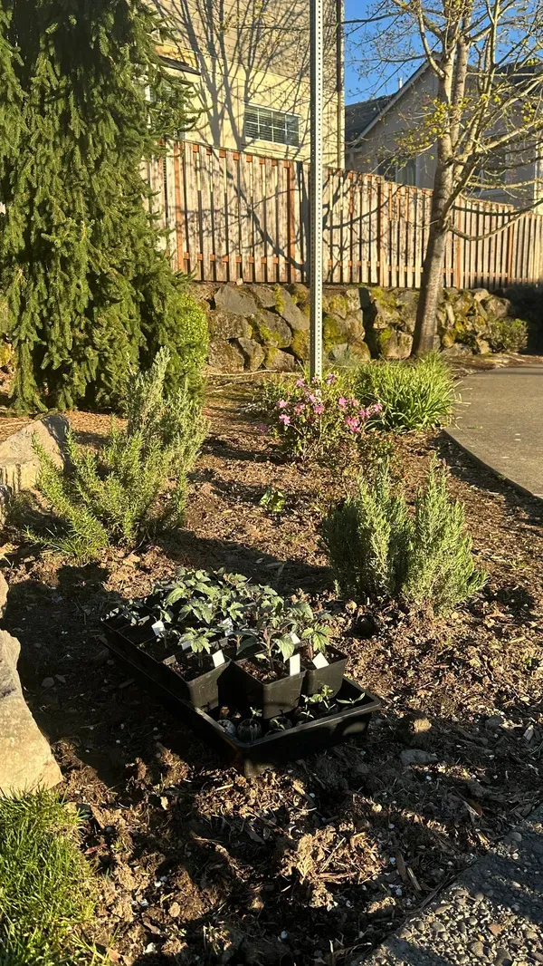 A garden features newly planted seedlings in trays, surrounded by small shrubs and a nearby tree, under bright sunlight.
