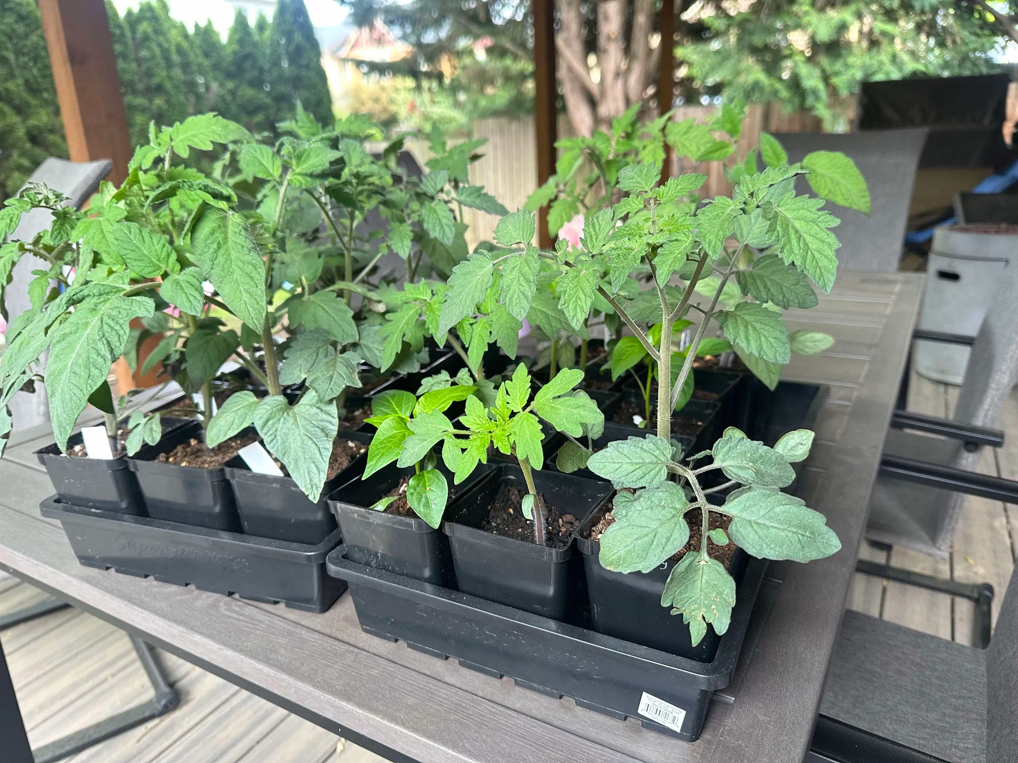 Two super sprouter trays on a table on a backyard deck full of tomato and pepper starts. 