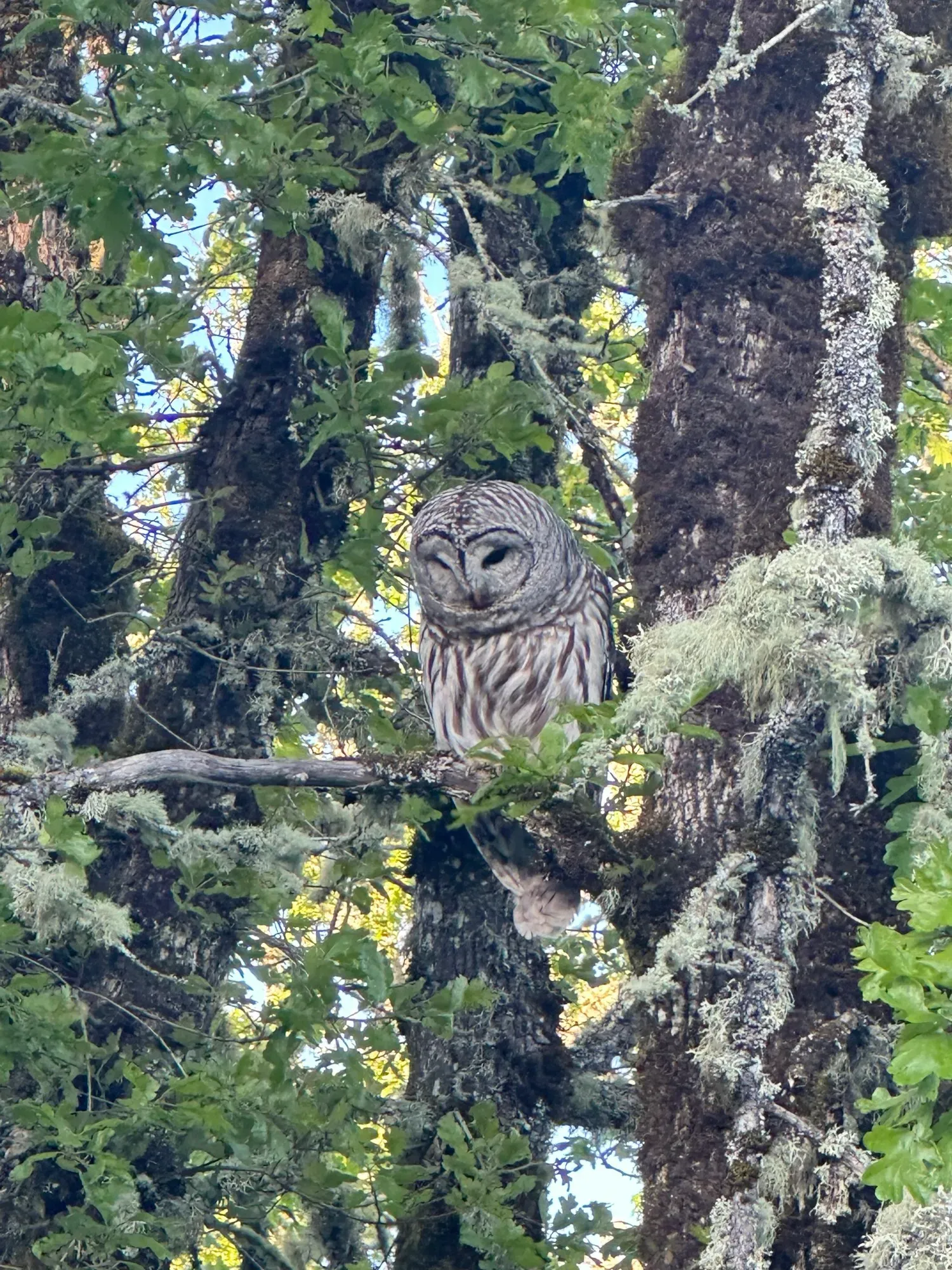 Owl in a tree