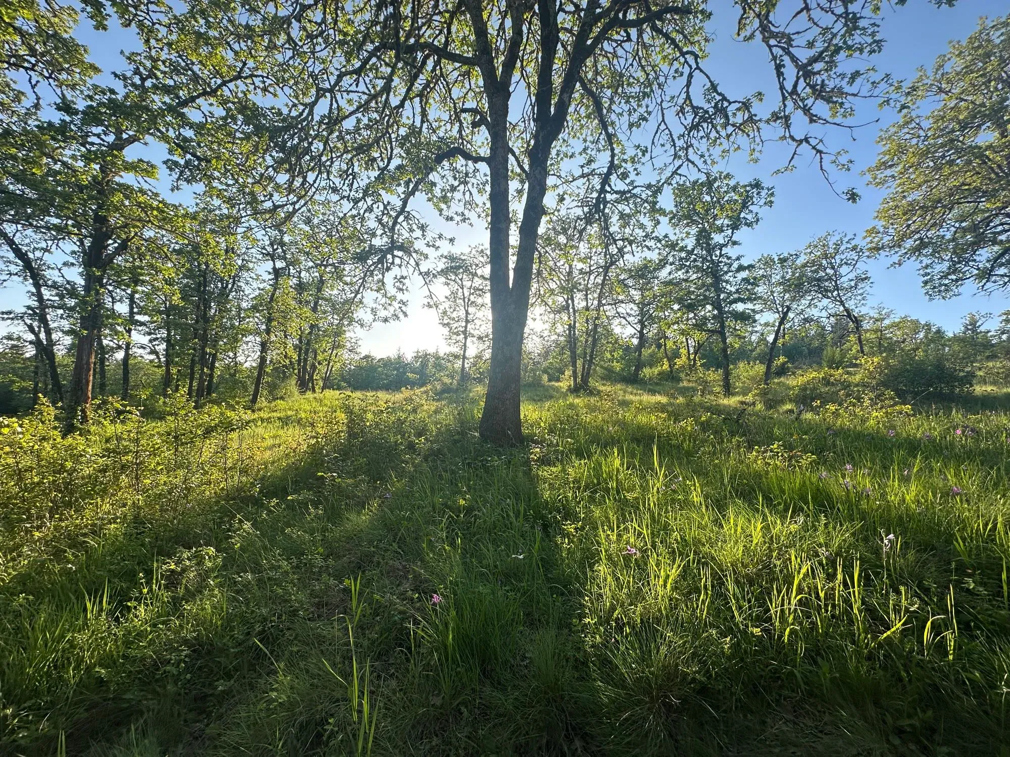 Sunset with a large broad leaf tree in a field in front of a setting sun 