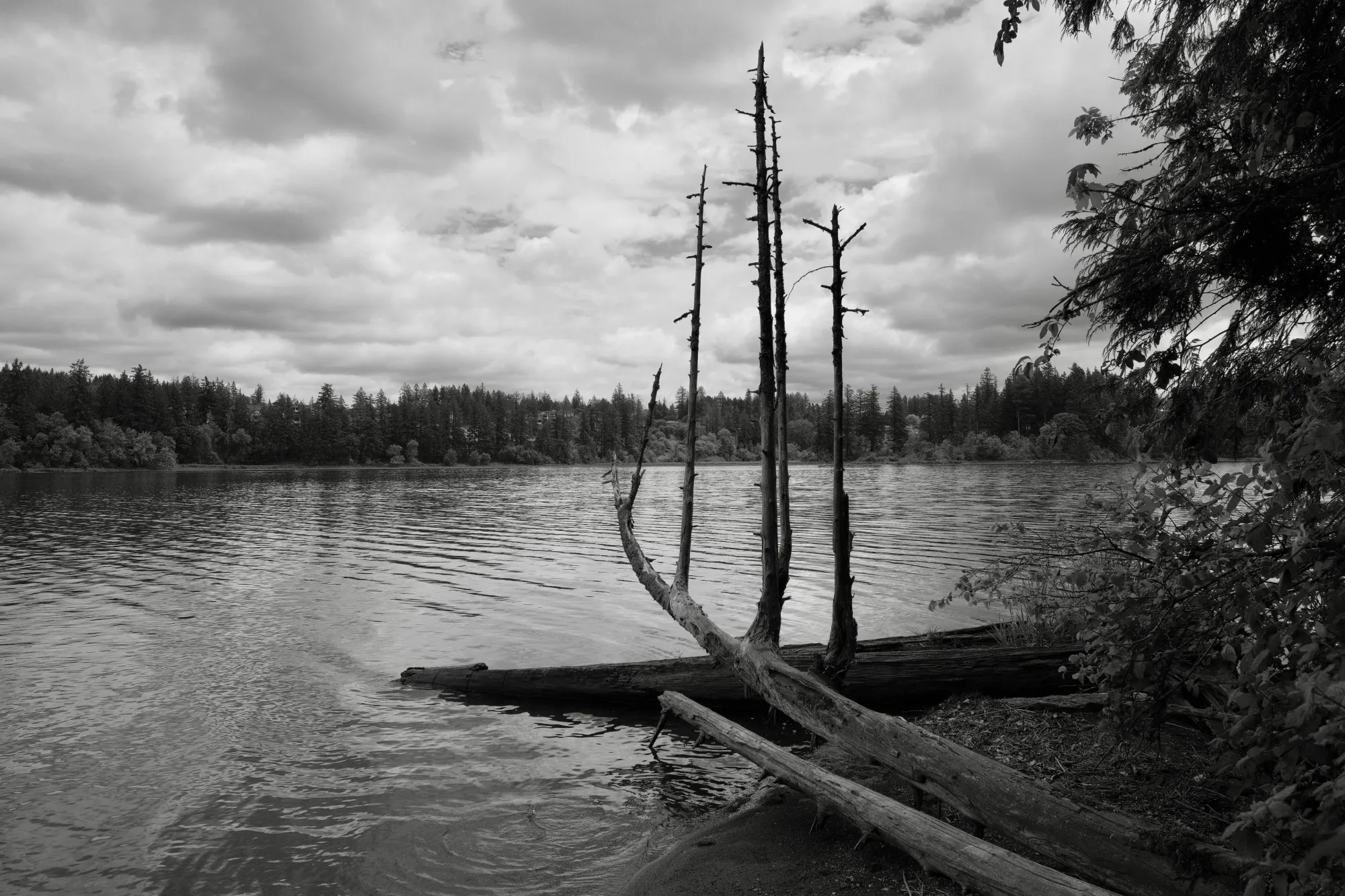 Black and white photograph of a calm lake beneath heavy clouds, with several tall dead trees and fallen logs extending from the shoreline into the water. Dense evergreen forest lines the far shore, while dark foliage frames the right side of the image.
