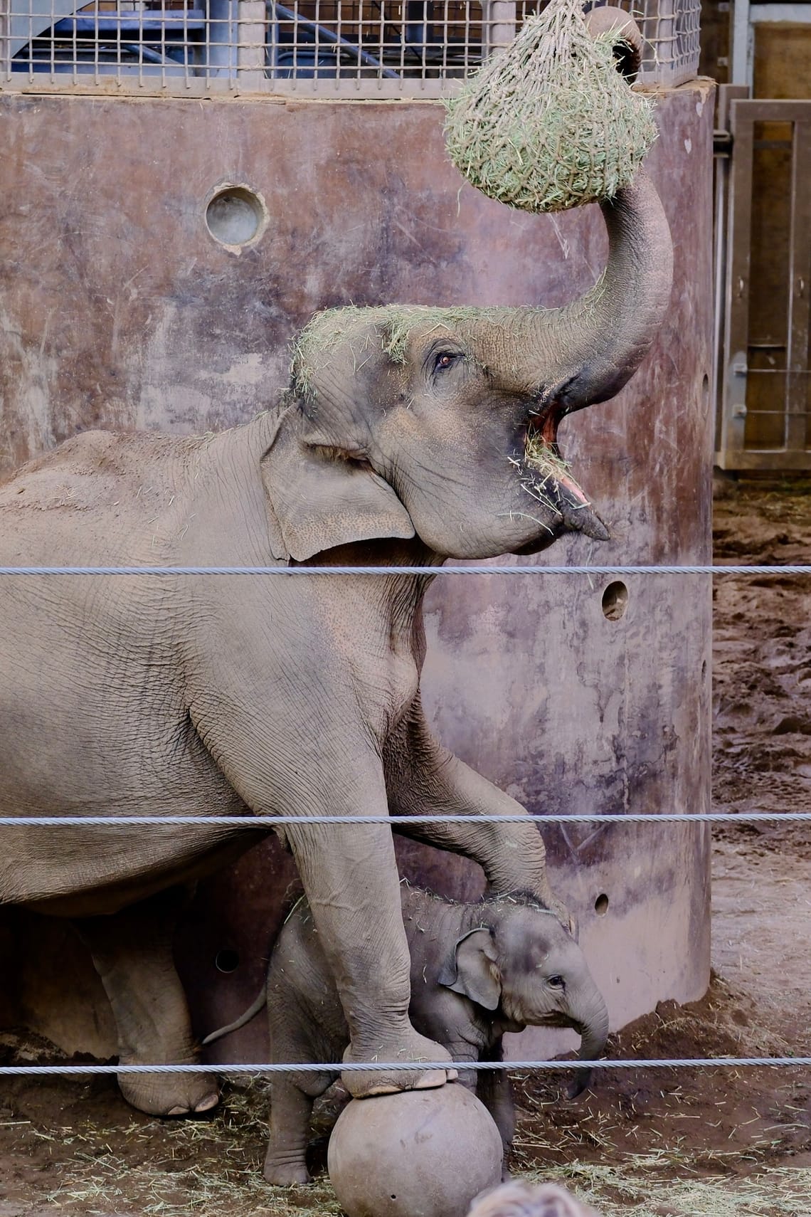 Sunday at the Zoo