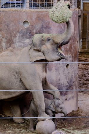 Sunday at the Zoo